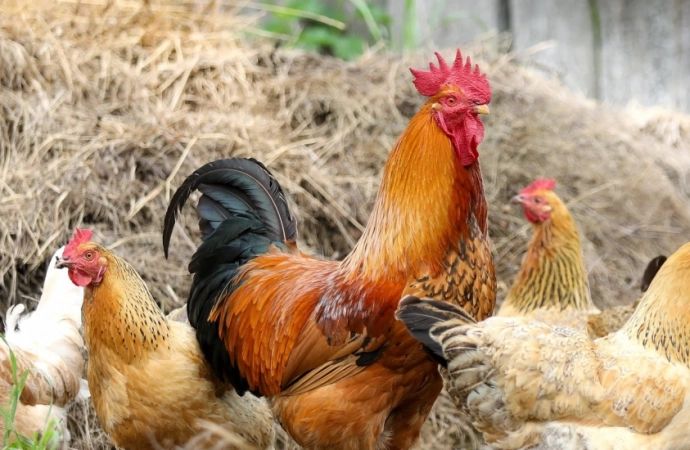 {Agencja Restrukturyzacji i Modernizacji Rolnictwa przypomina o pomocy dla gospodarstw dotkniętych ptasią grypą.}